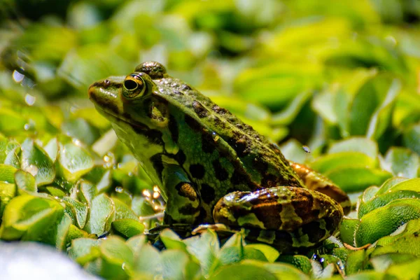 Nahaufnahme Eines Frosches Auf Grünen Blättern Auf Einem Teich — Stockfoto