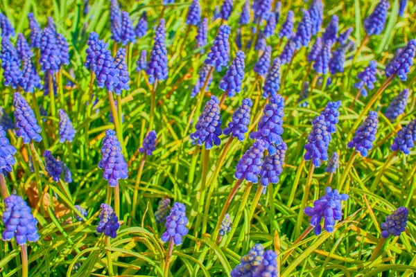 花园里长着许多开着蓝色花的葡萄干 — 图库照片