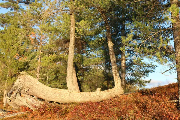 Tiro Ângulo Baixo Uma Bela Floresta Dia Ensolarado — Fotografia de Stock