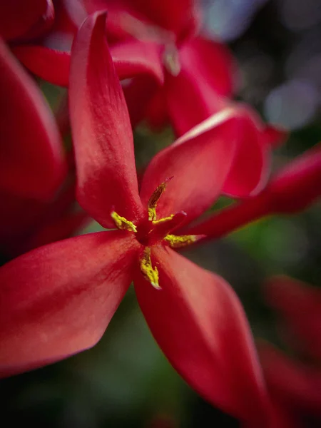 Gros Plan Vertical Une Fleur Rouge Plein Jour — Photo