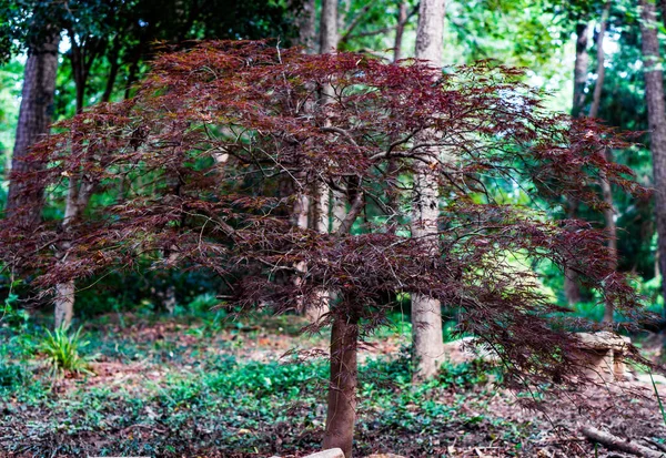 A small red tree grown in the forest in autumn