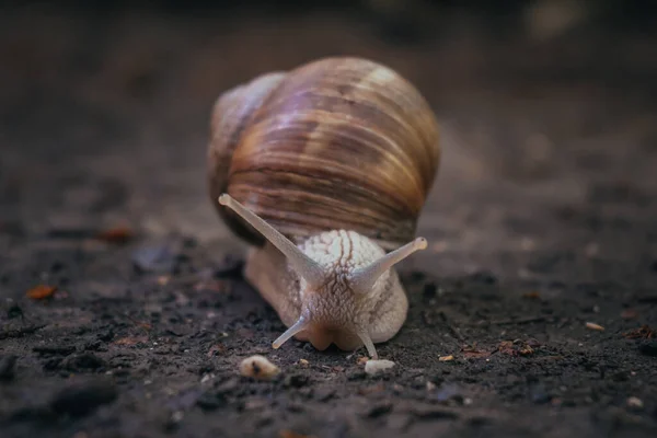 一只蜗牛的特写镜头 — 图库照片