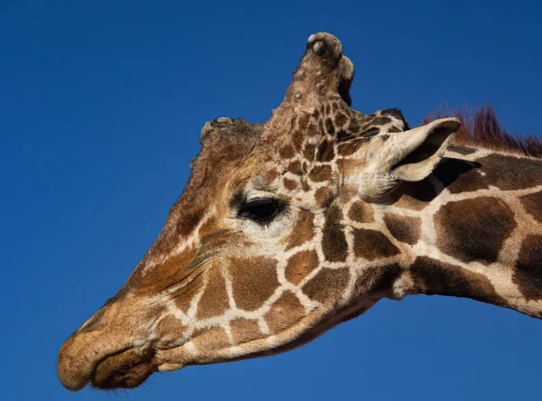Крупный План Красивого Жирафа Солнечный День — стоковое фото