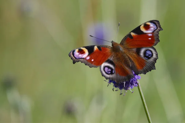 Eine Nahaufnahme Eines Schmetterlings — Stockfoto