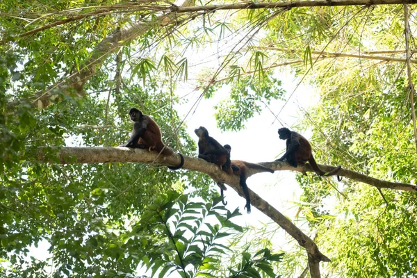 Güneşli bir günde, ormanın büyük bir dalında oturan üç maymunun alçak açılı görüntüsü.