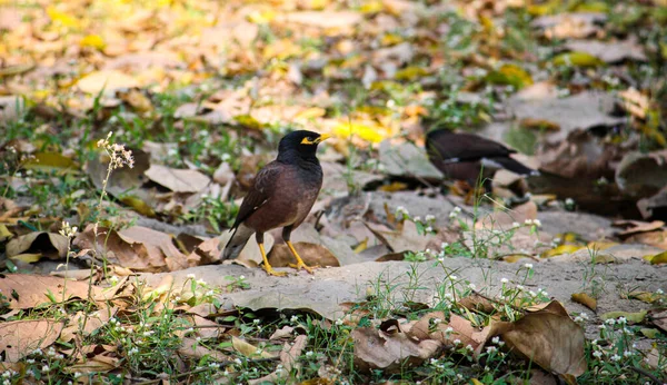 Una Hermosa Toma Aves Comunes Myna Pie Suelo Del Jardín —  Fotos de Stock