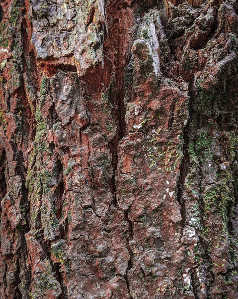 Belo Close Textura Árvore Casca Áspera Floresta — Fotografia de Stock