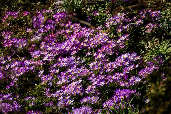 Полный Кадр Фиолетовых Ранних Крокусов — стоковое фото