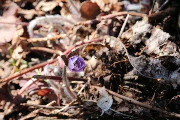 Gros Plan Une Fleur Violette Dans Une Forêt — Photo