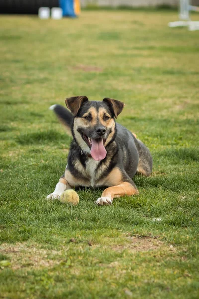 Selettivo Una Razza Mista Cane Poggia Erba Verde — Foto Stock