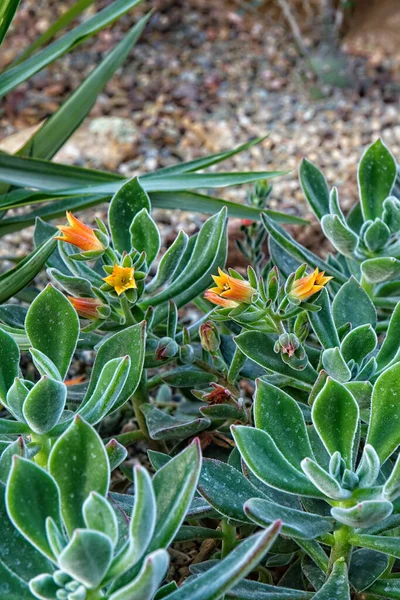 Green Plants Yellow Orange Blooms — Stock Photo, Image