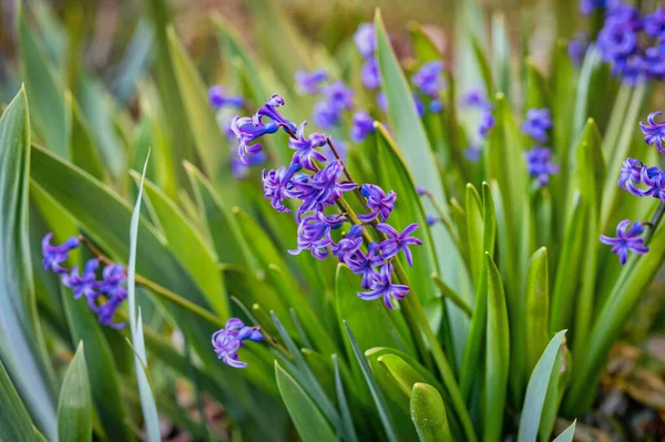 Ein Großes Blumenbeet Mit Blauen Hyazinthen Frühlingsblumen Schöner Frühlingsblumenhintergrund — Stockfoto