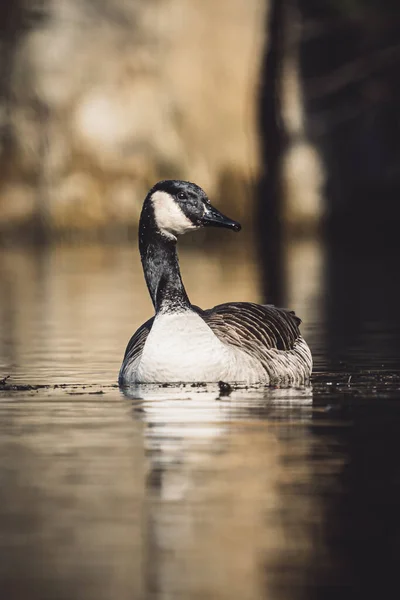 Gros Plan Vertical Une Oie Canada Branta Canadensis Nageant Sur — Photo