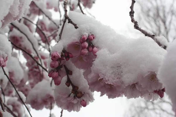 Detailní Záběr Růžových Třešňových Květů Stromě Pokrytém Mrazem — Stock fotografie