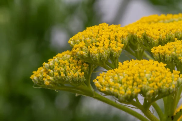 Zbliżenie Żółte Milfoil Kwiaty Achillea Rozmytym Tle — Zdjęcie stockowe