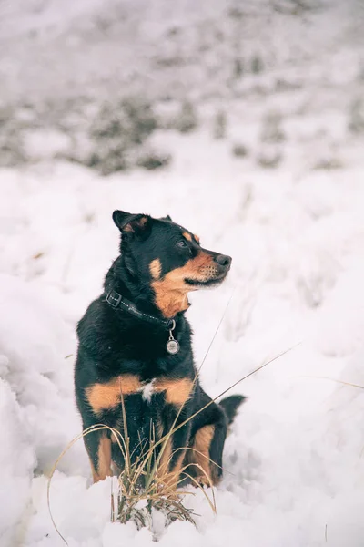 Piękne Ujęcie Psa Rottweilera Siedzącego Białym Śniegu Matroosberg Rpa — Zdjęcie stockowe