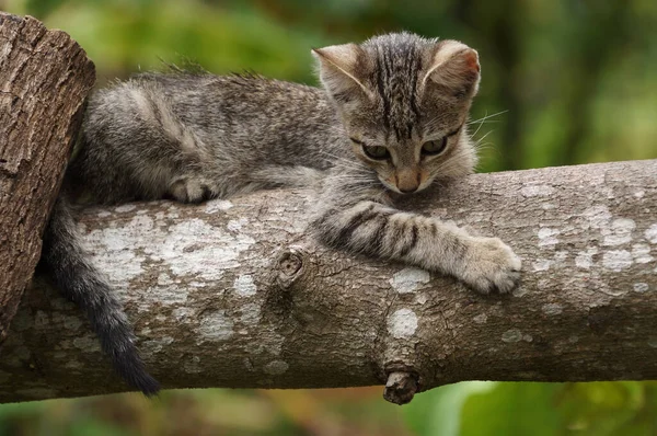 木の上に座っている小さな猫の群像 — ストック写真