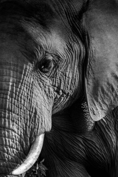 A vertical shot of the face of an adult elephant with long tusks