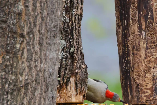 Pic Ventre Rouge Perché Sur Arbre Sur Fond Flou — Photo