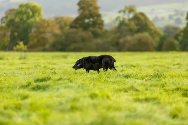 Ένα Κοντινό Πλάνο Ενός Σκύλου Που Περπατούσε Μια Φάρμα Στο — Φωτογραφία Αρχείου