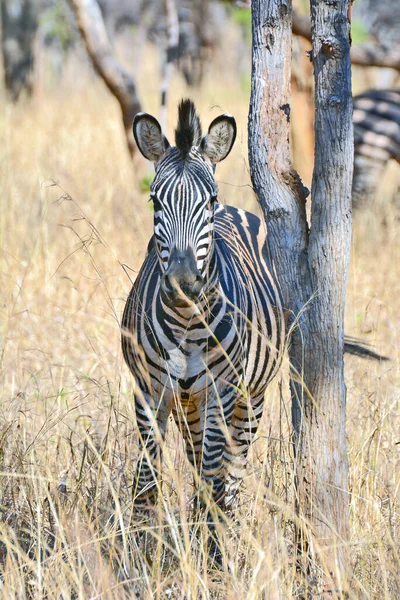 Colpo Verticale Zebras Lilayi Lodge Zambia — Foto Stock