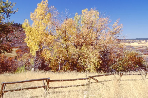 Ein Schöner Blick Auf Herbstbäume Auf Einem Feld Einem Sonnigen — Stockfoto