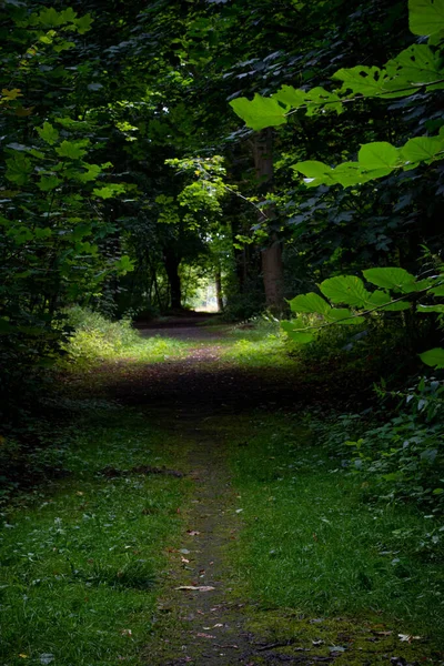 Sentier Dans Une Forêt Dense Verte — Photo