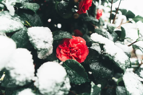 Close Rosa Vermelha Com Folhas Verdes Escuras Cobertas Neve — Fotografia de Stock
