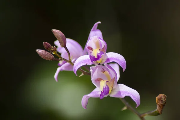 Selective Focus Blossomed Purple Orchid Flowers — Stock Photo, Image