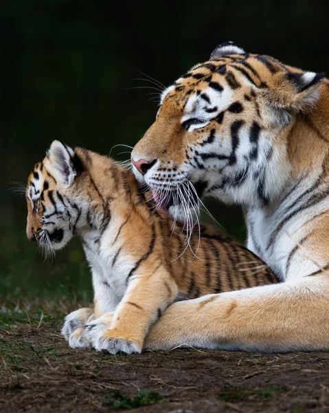 Plan Vertical Tigre Sauvage Avec Son Ourson Sur Fond Sombre — Photo