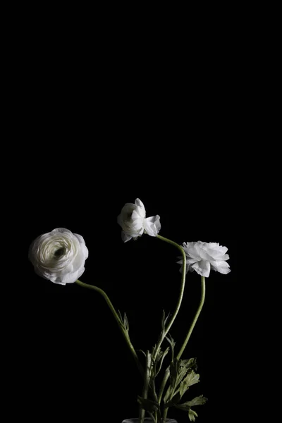 Flores Buttercup Blancas Aisladas Sobre Fondo Negro — Foto de Stock