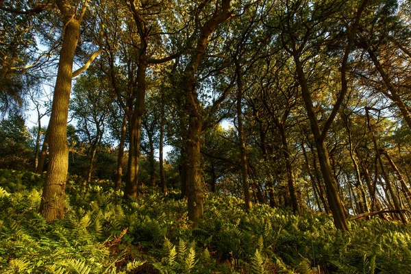 Zbliżenie Pięknego Lasu Północy Yorkshire Anglia — Zdjęcie stockowe