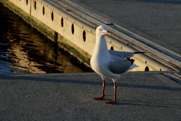 Adorable Seagull Staring Camera Standing Wall River — Stock Photo, Image