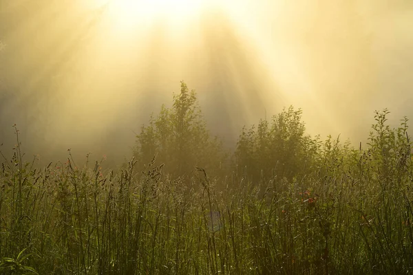 Tapet Dimmig Veteäng Vid Solnedgången — Stockfoto