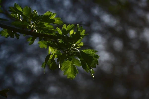日光に照らされた緑の葉を持つ茂みや木の枝の閉鎖 — ストック写真