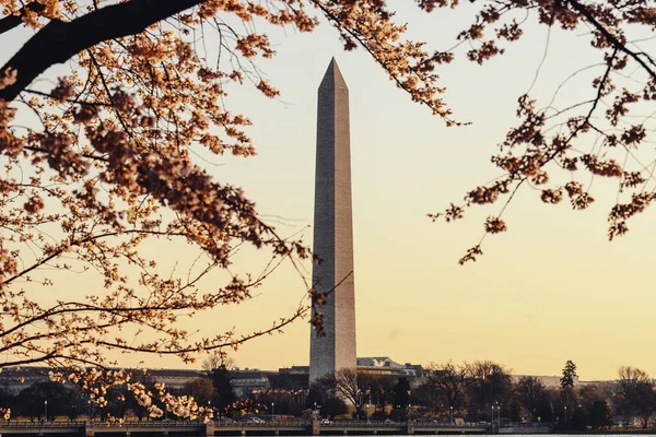 Beau Cliché Grand Washington Monument Coucher Soleil Derrière Les Arbres — Photo