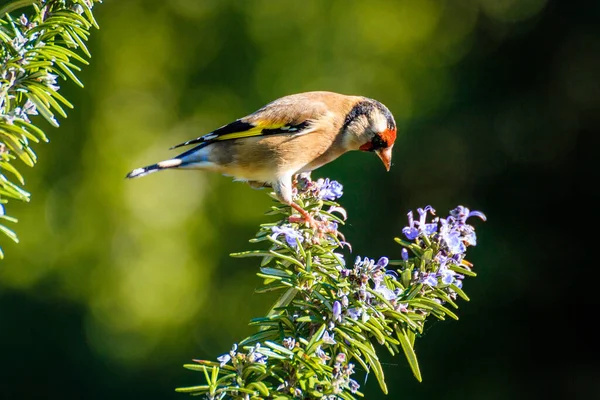 Detailní Portrét Krásné Carduelis Sedí Větvi Denního Světla — Stock fotografie