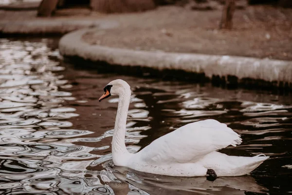 Живописный Вид Белого Лебедя Мирно Плавающего Озере Размытом Фоне — стоковое фото