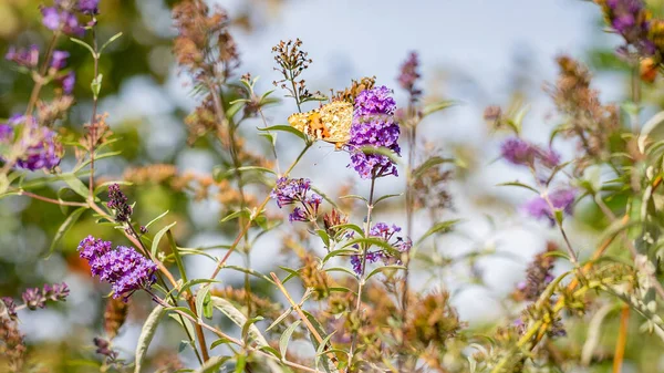 美丽的蝴蝶栖息在美丽的紫丁香花上的一片明亮的草地上 — 图库照片