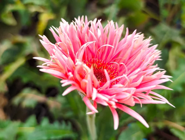 정원에 분홍빛 꽃병의 선택적 — 스톡 사진