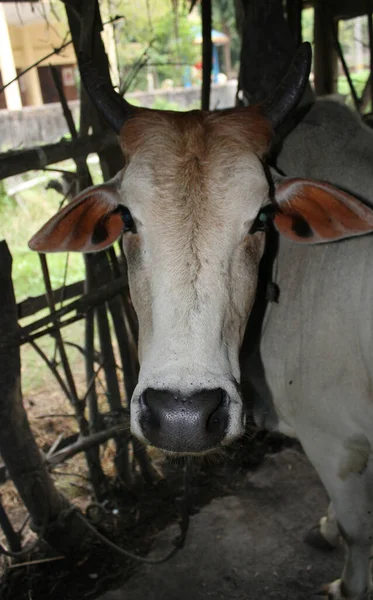 A vertical closeup of a cow\'s head in the barn