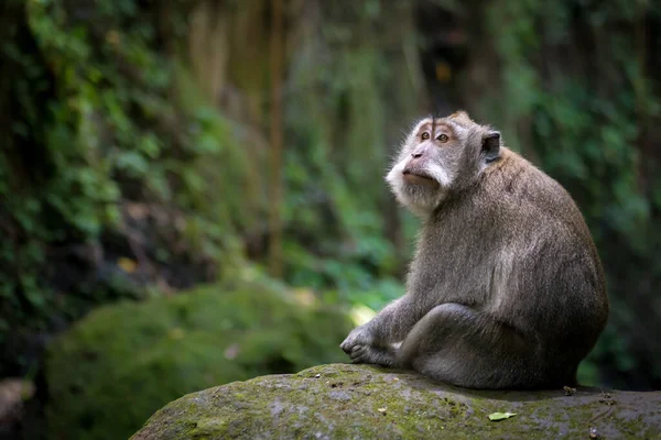 Nachdenklich Meditativ Affe Sitzt Auf Bemoosten Felsen Affenwald Ubud Bali — Stockfoto