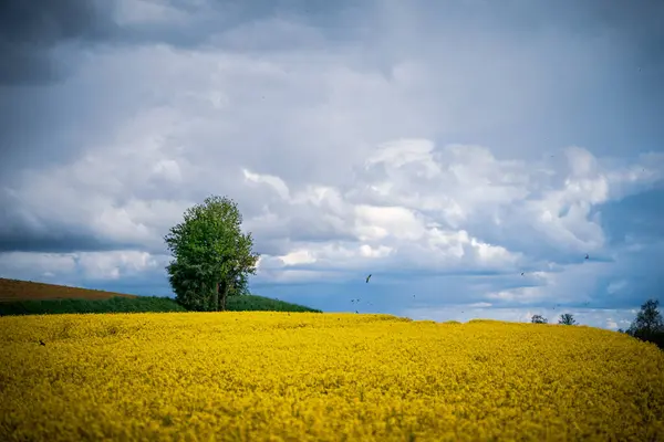 Uma Única Árvore Campo Colza Amarelo Sob Céu Nublado — Fotografia de Stock