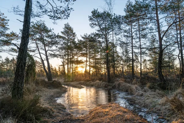 Cliché Petite Rivière Forêt Contre Coucher Soleil — Photo