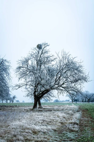 葉のない古い大きな木の垂直ショットとそれの上に鳥の巣 — ストック写真