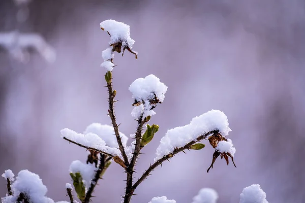 Eine Nahaufnahme Von Ästen Mit Knospen Die Von Schnee Bedeckt — Stockfoto