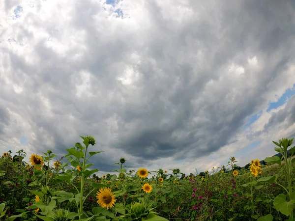 Tiro Ángulo Bajo Del Campo Girasol Bajo Cielo Nublado —  Fotos de Stock