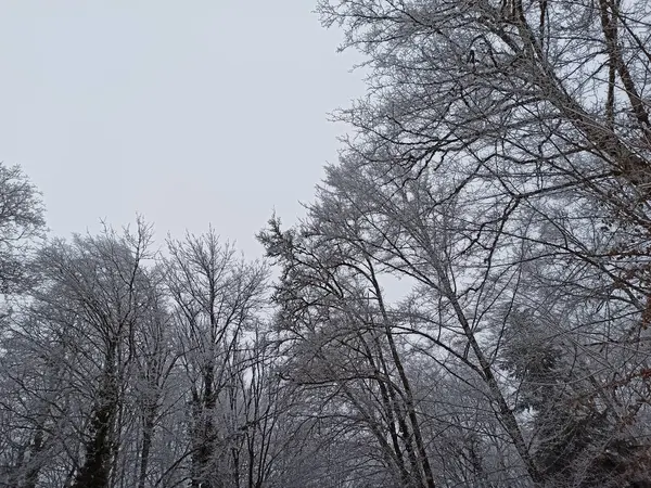 Uma Vista Arrepiante Uma Floresta Inverno Campo Sob Céu Branco — Fotografia de Stock