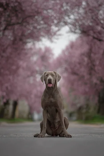 Weimaraner Köpeğinin Parkta Arka Planda Pembe Ağaçlarla Oturduğu Sığ Bir — Stok fotoğraf