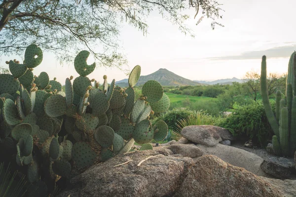 Primo Piano Cactus Sulle Rocce Scottsdale Arizona Stati Uniti — Foto Stock